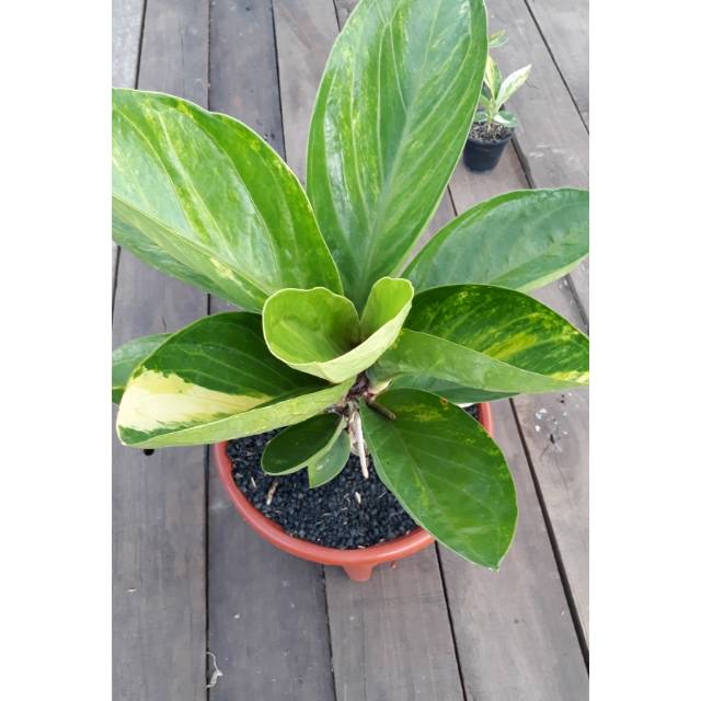 JEMANI Mangkok Dewasa Varigata