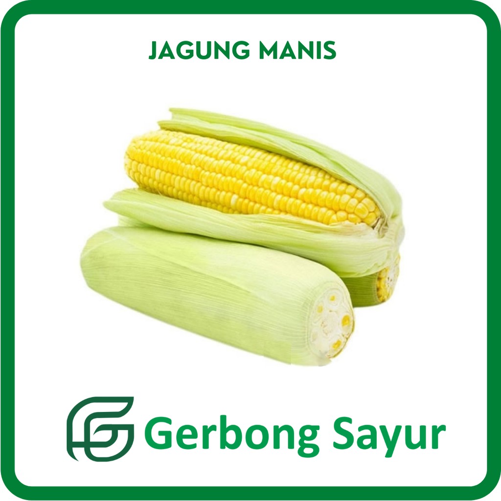 

Jagung Manis Segar - Per Pcs
