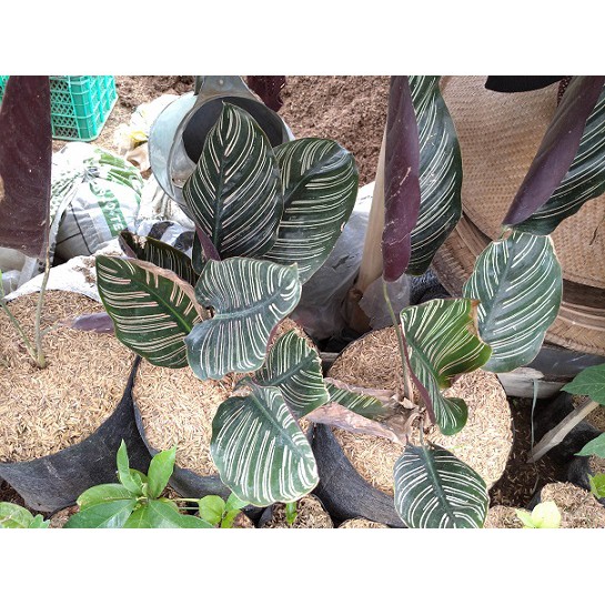 Calathea Ornata ~Calatea ~Catalea tanaman hias minimal Order 4 pohon