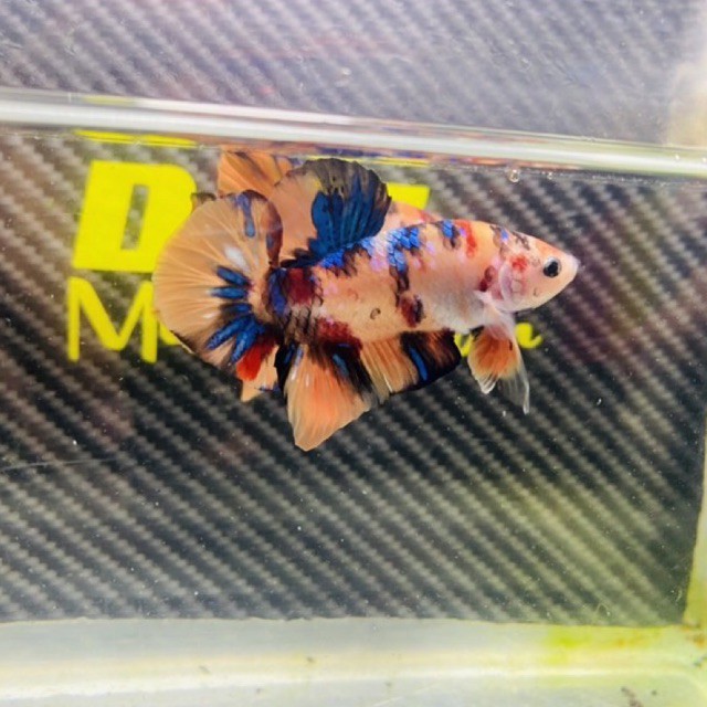 Cupang jenis Giant Nemo Galaxy Multicolour BO 4.6 (Hanya 1)