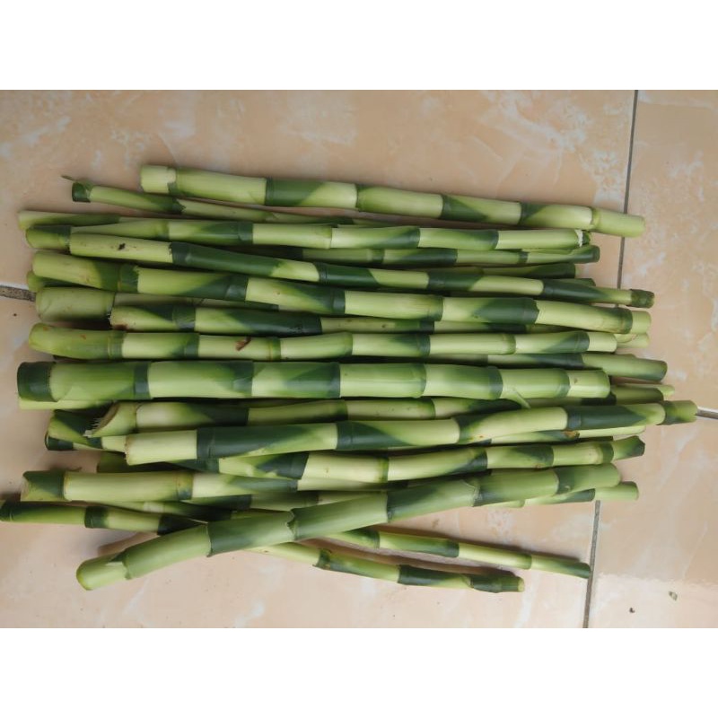 Tanaman hias batang Sri rejeki/bambu air/batang bambu China
