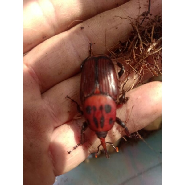 kumbang ulat sagu jual perpasang