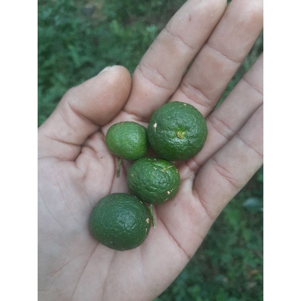 

jeruk limo jeruk sambal 100gr