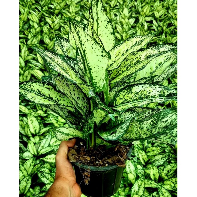[ BISA COD ] Tanaman Hias Aglonema Aglaonema Siam Paragon Remaja / Bunga Hias Aglonema Aglaonema Sia