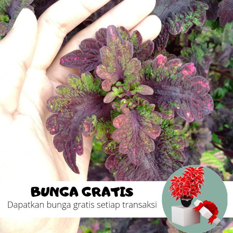 BUNGA MIANA / MIANA STEK / MIANA HIDUP / BUNGA HIDUP / MIANA PREMIUM / MIANA MURAH / BIBIT MIANA