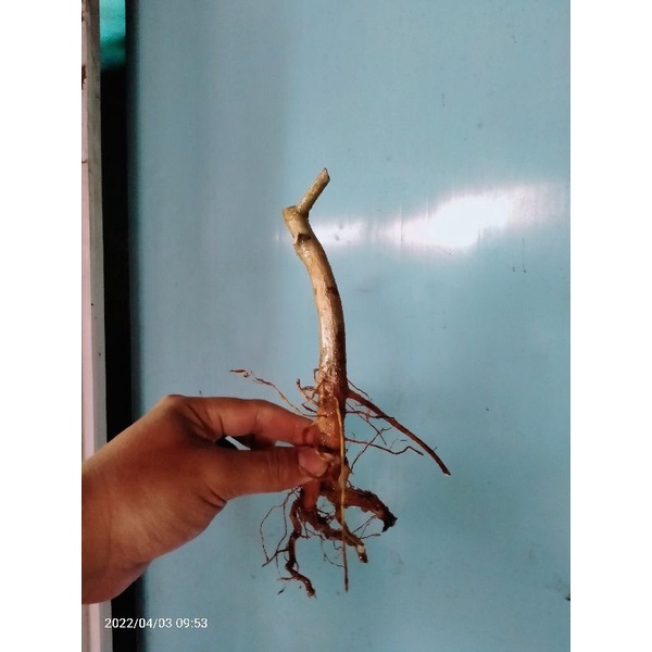 bahan bonsai dongkelan sancang