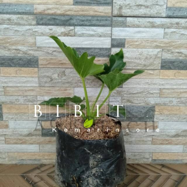 Bibit Tanaman Hias Philodendron Selloum Tanaman Dendron Tanaman Jendron Beli 5 Gratis 1