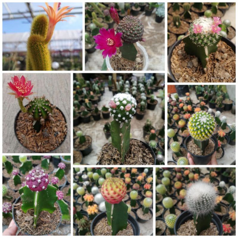 Kaktus mini FREE POT bebas pilih jenis