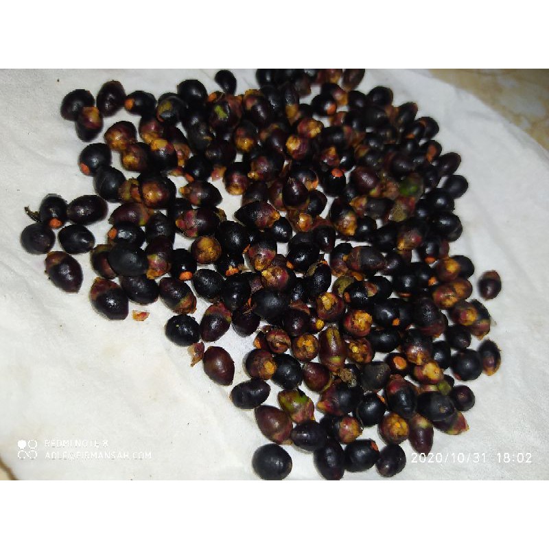 biji benih bibit palem merah lipstik