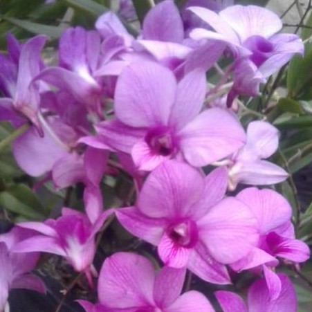 bunga anggrek dendrobium larat rimbun