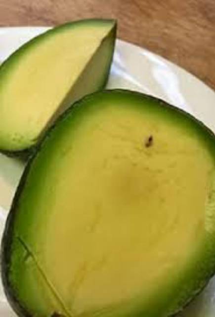 Bibit tanaman buah alpukat non biji alpukat tanpa biji