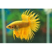 Ikan Cupang Serit Warna Berkualitas