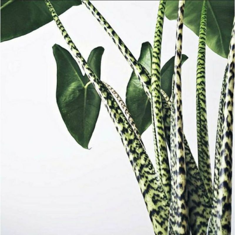 Alocasia sp sulawesi