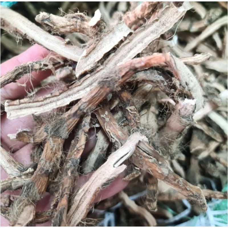 

Rimpang Dlingu / Dlingo Kering - Delingo / Delingu