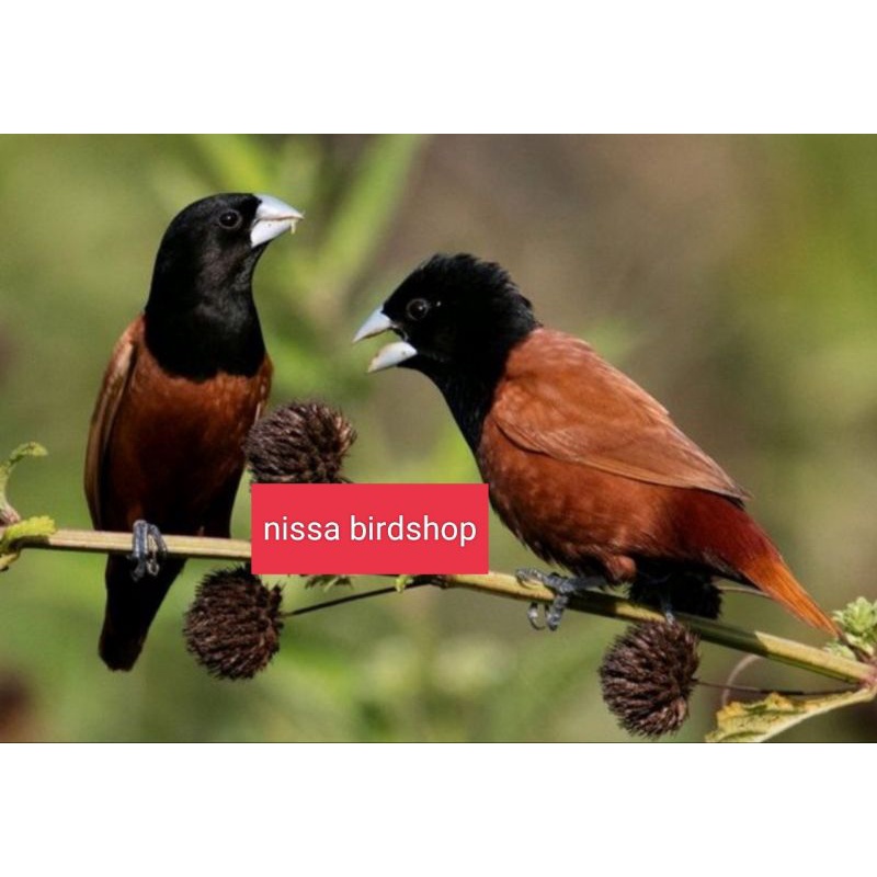burung blackhead munia finch sepasang