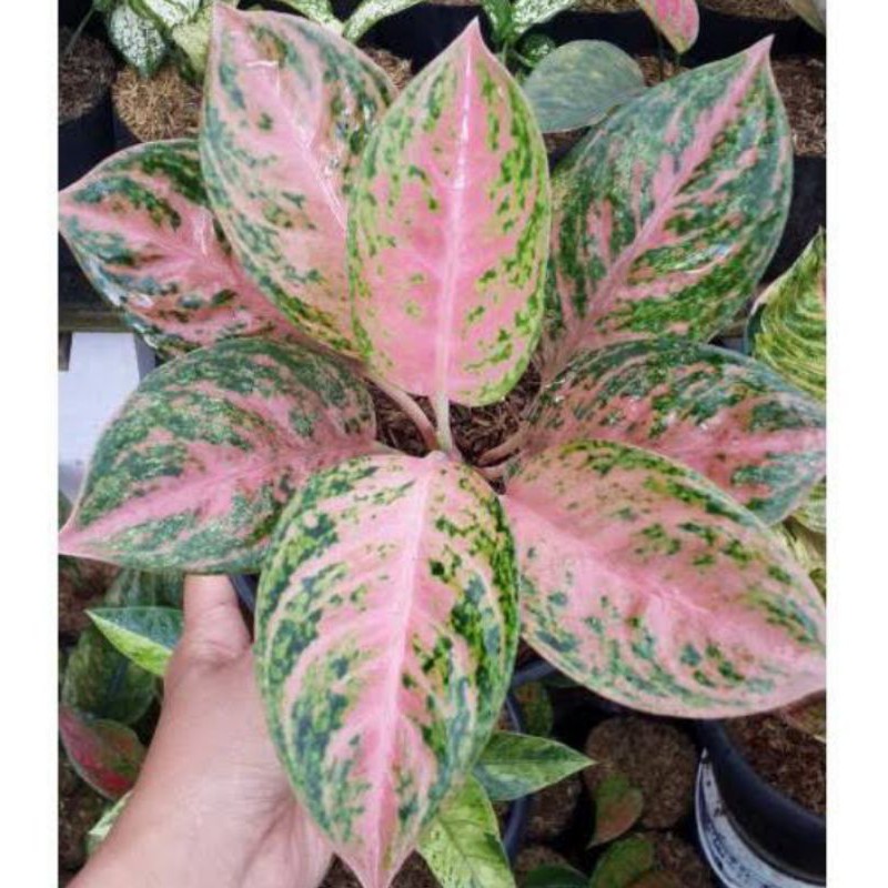 tanaman hias aglonema bidadari