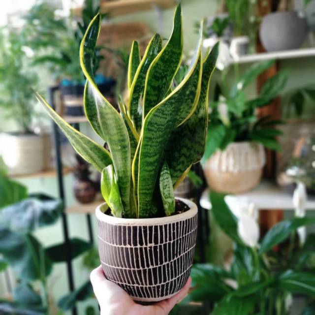 Sensivera/lidah mertua