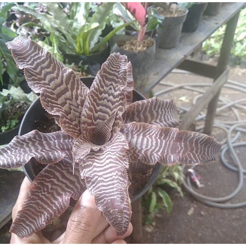 Tanaman hias Bromelia tokek - Bromelia tokek