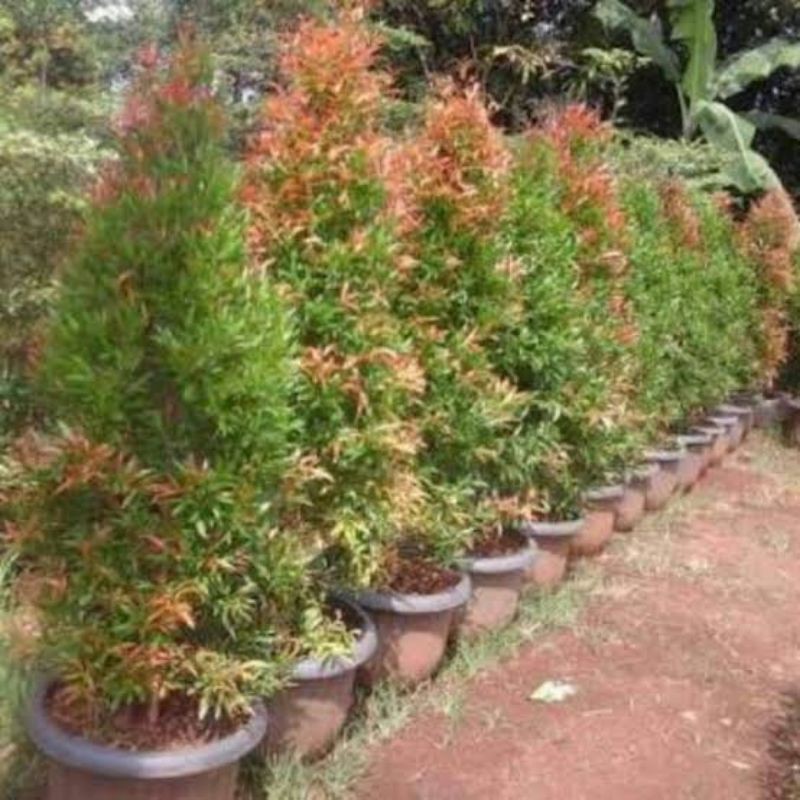 Tanaman Hias Pucuk Merah Tinggi 1,5 meter plus Pot
