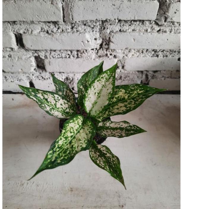 SNOW WHITE/COD/AGLONEMA MURAH/WHITE Tanaman Aglonema / / Bukan Bonggol