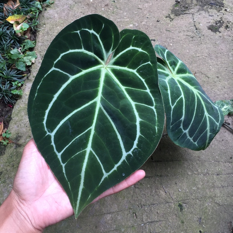 anthurium magnificum stang kotak