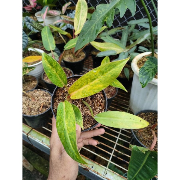 Philodendron orang marmalade tricolor