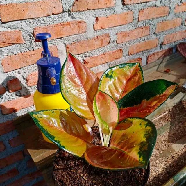 Bunga aglonema sultan brunai baby