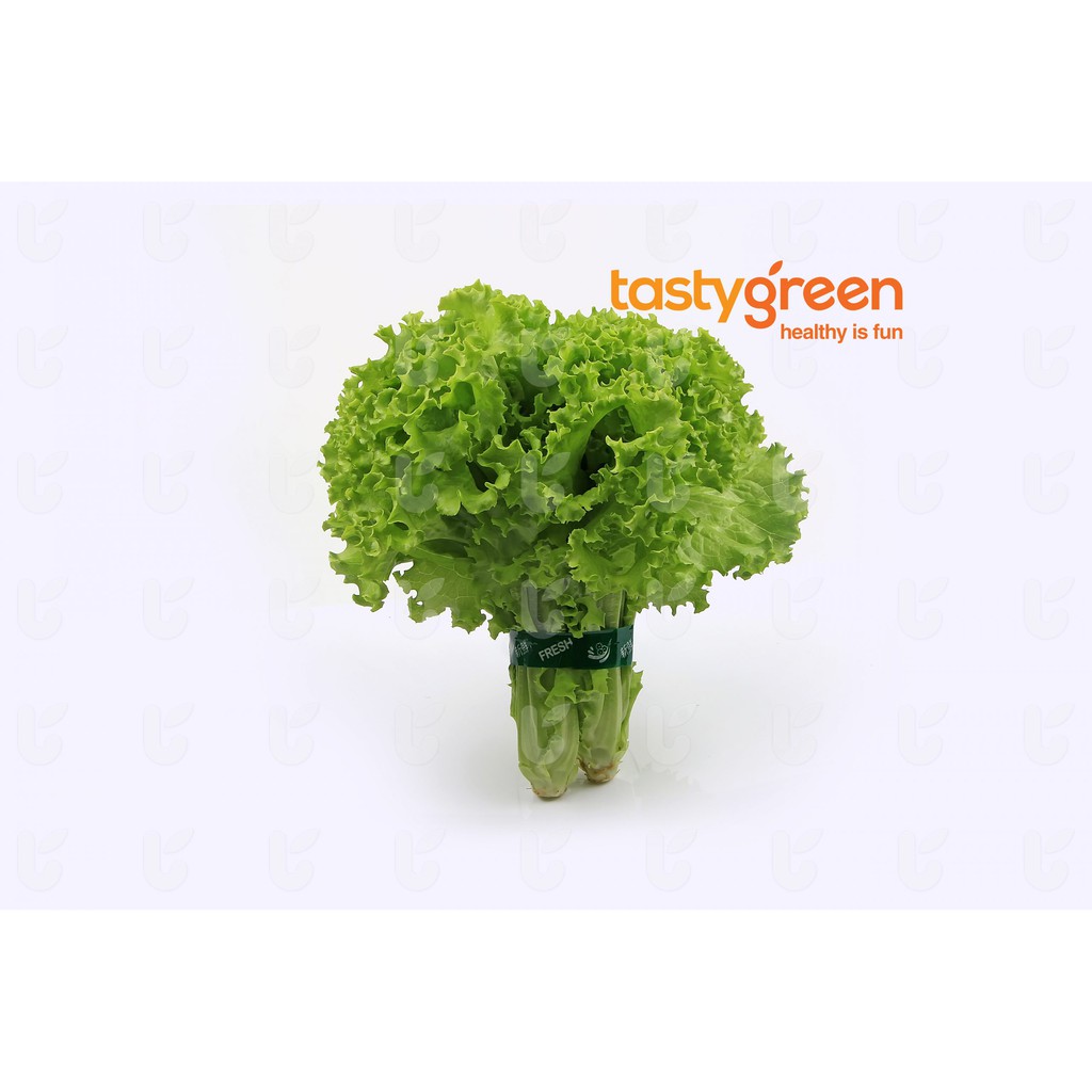

Tasty Green Selada keriting hijau hydroponic A 250g