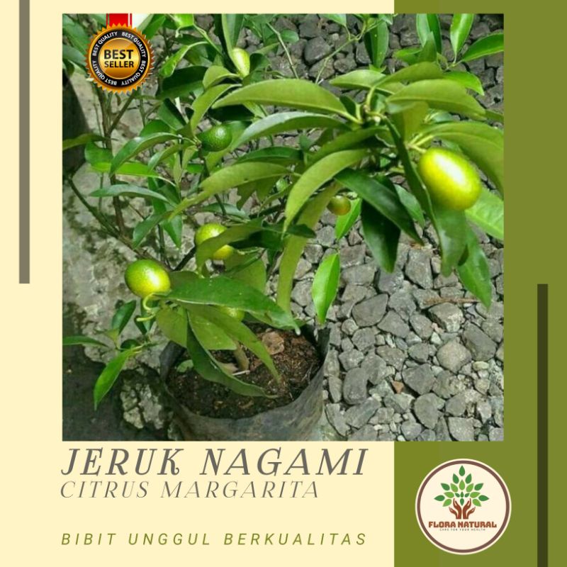 Bibit tanaman jeruk nagami sudah berbuah pohon jeruk nagami