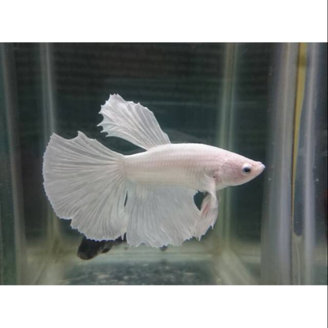 

IKAN CUPANG HALFMOON WHITE PLATINUM