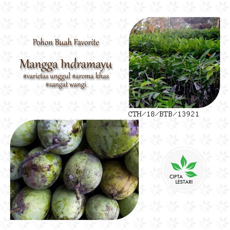 Bibit Mangga Indramayu Pohon Mangga Indramayu Mangga Dermayu Indra Mayu