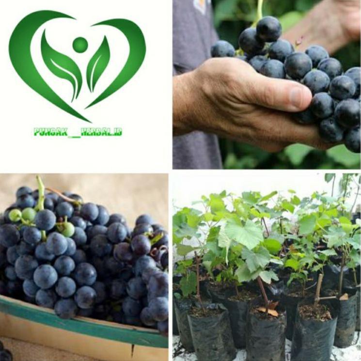 SUPER SALE bibit tanaman anggur hitam tanpa biji pohon anggur