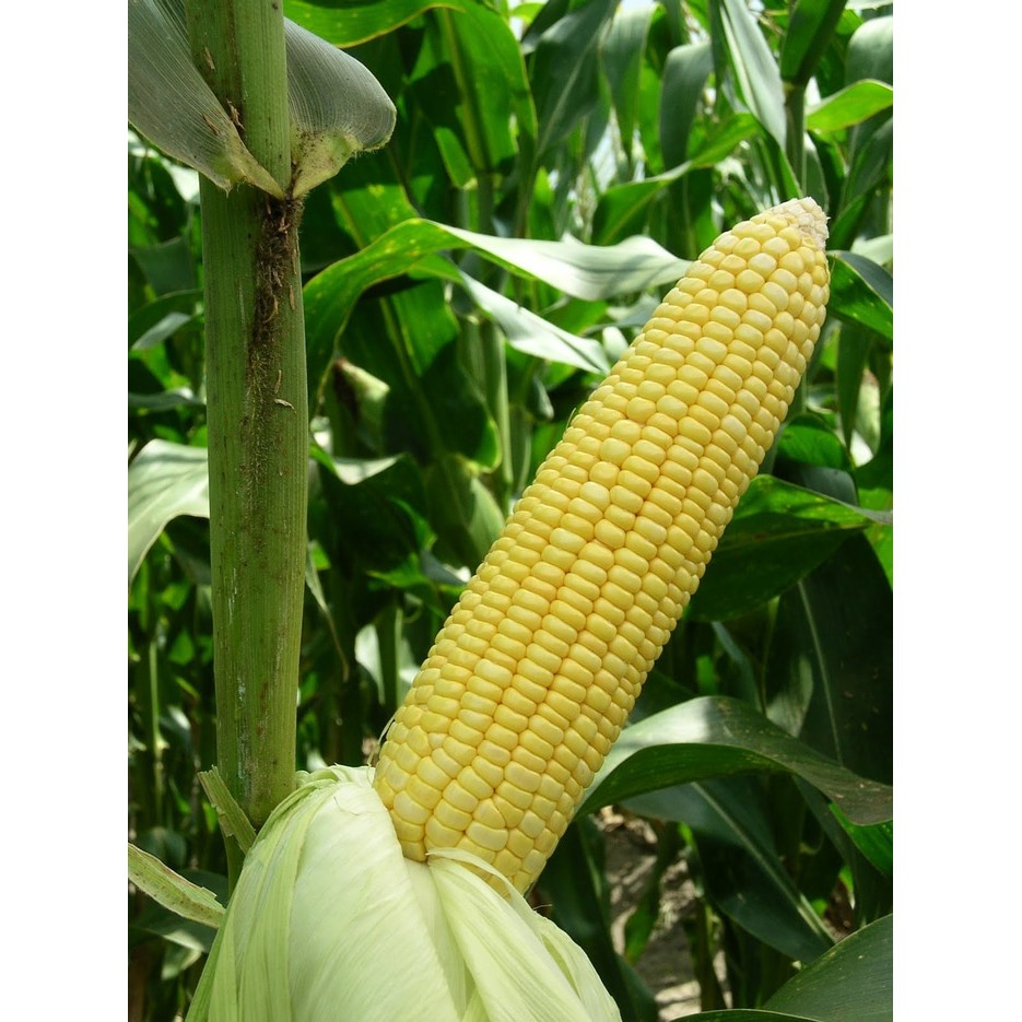 30 Benih jagung Manis F1 bibit tanaman sayur Sayuran
