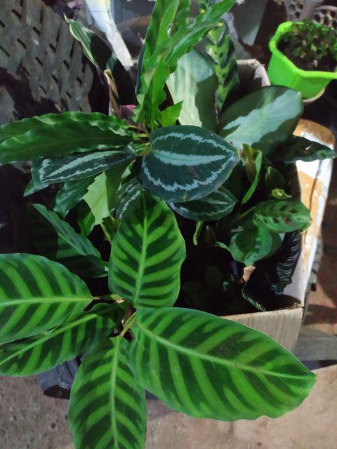 Paket 6 Jenis Calathea