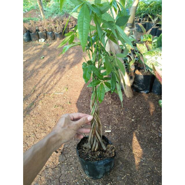 Tanaman hias pacira kepang 9 - Pachira money tree