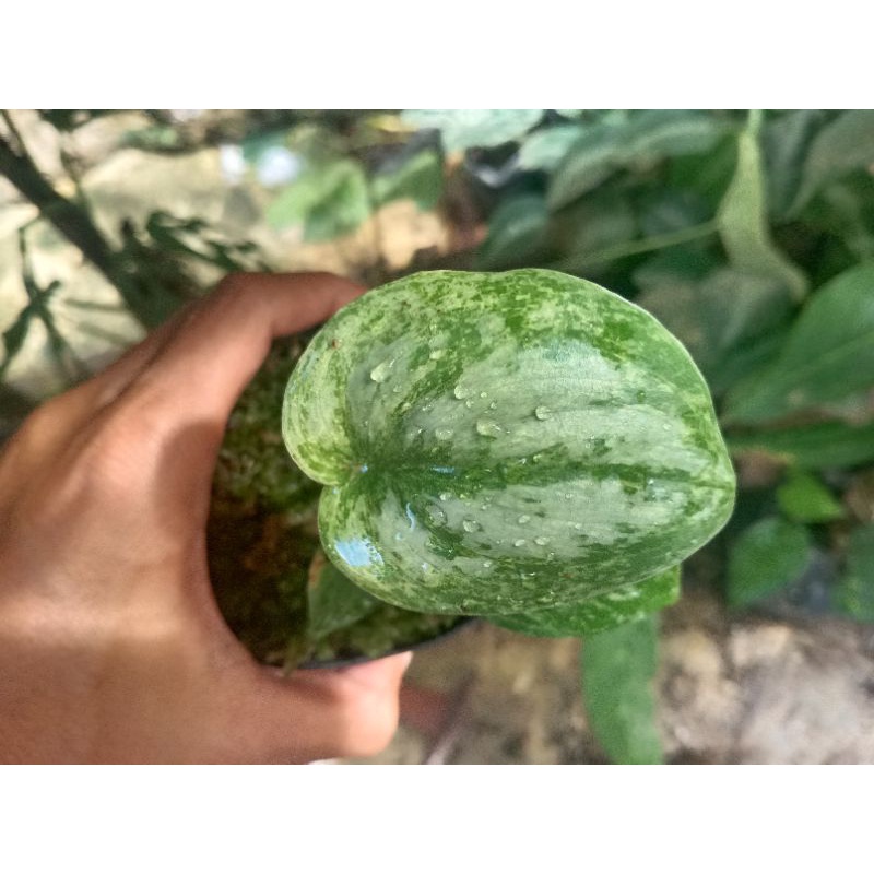 Scindapsus exotica variegata