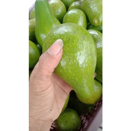 

alpukat mentega boyolali