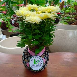 KOKEDAMA bunga krisan putih super jumbo TANAMAN HIAS UNTUK KOKEDAMA bunga krisan putih super jumbo TANAMAN HIAS UNTUK