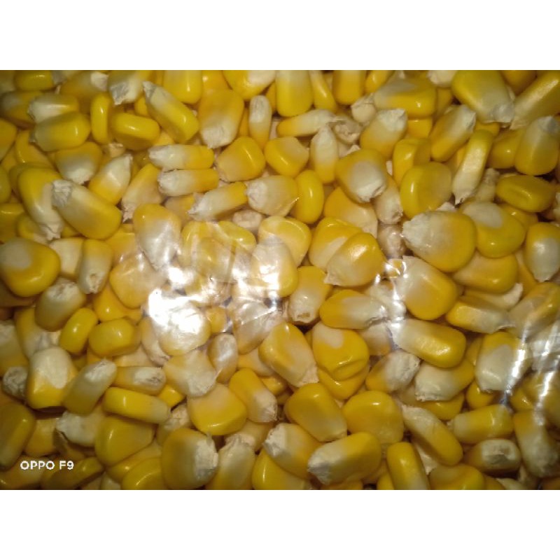 

JAGUNG MANIS PIPIL 1 KG