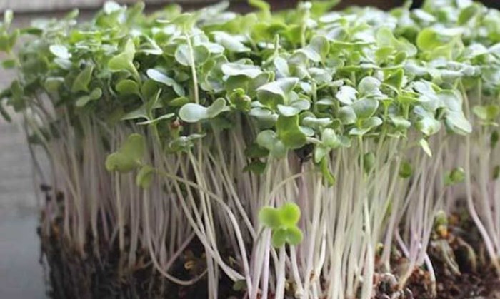 Benih-Bibit Microgreen Brokoli Mild Flavor Organik (Haira Seed)