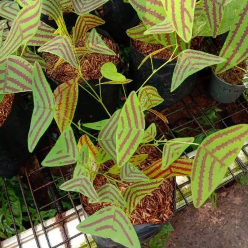 tanaman hias oxalis green - oxalis batik