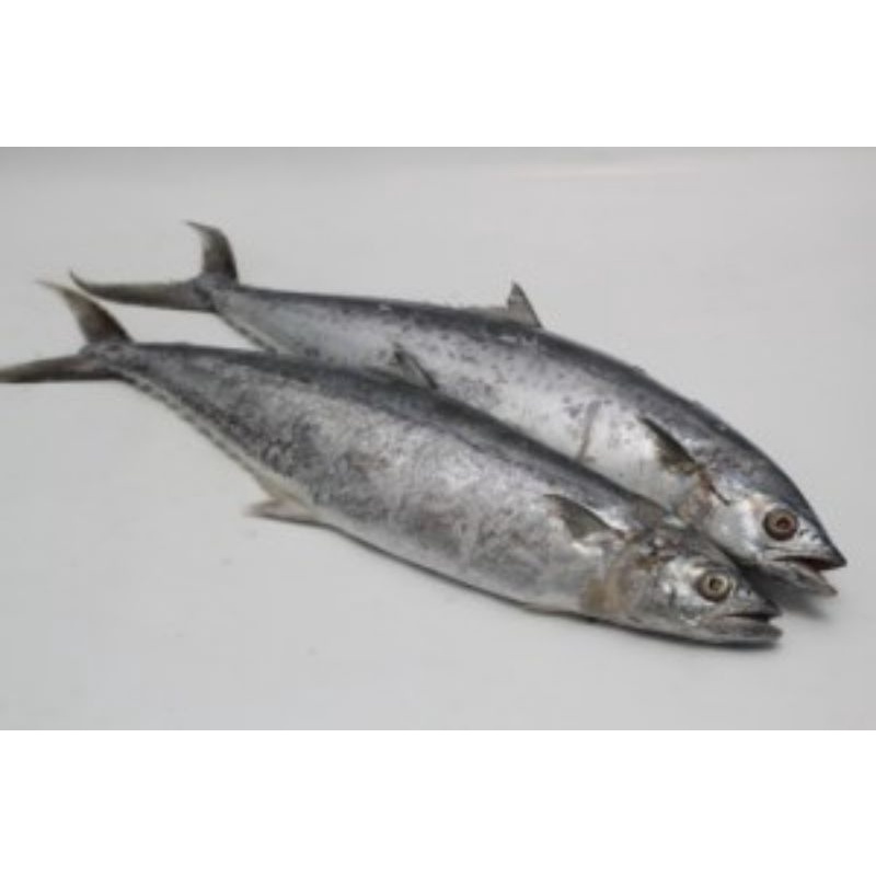 

ikan tenggiri