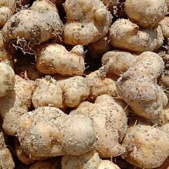 

Tepung | Jual Umbi Gembili-Terlaris 1Kg Fresh