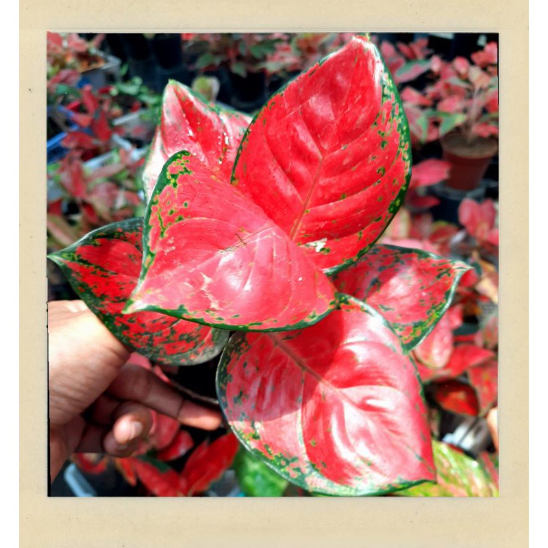 Tanaman hias bunga aglaonema red katrina super