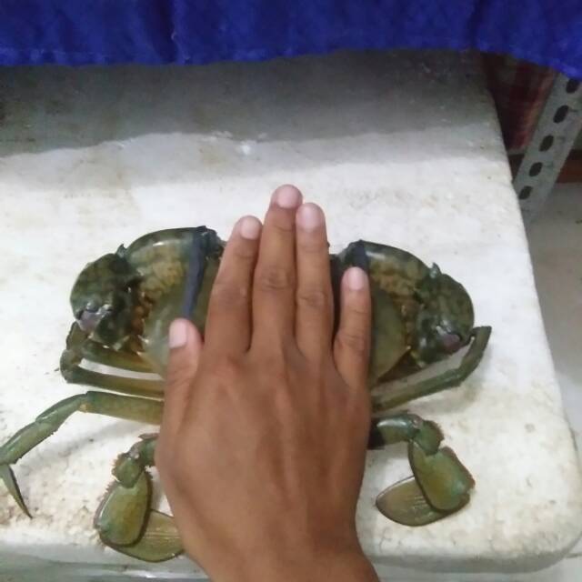 

Kepiting bakau dari belitung