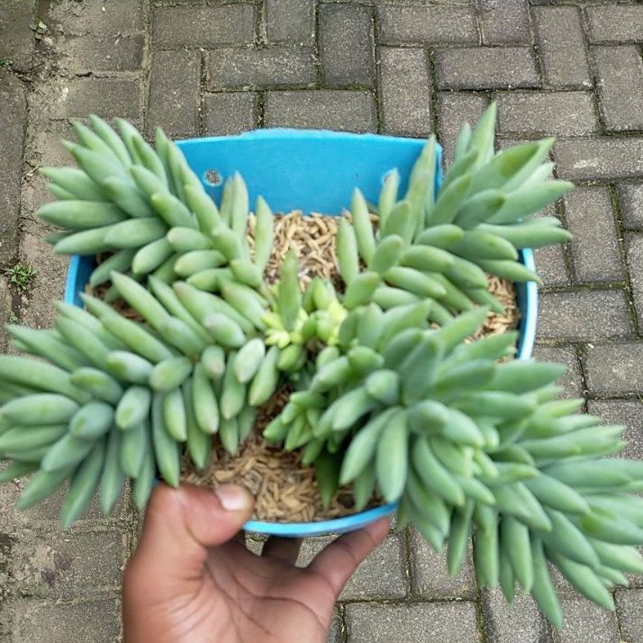 Bunga air mata ibu jenis besar