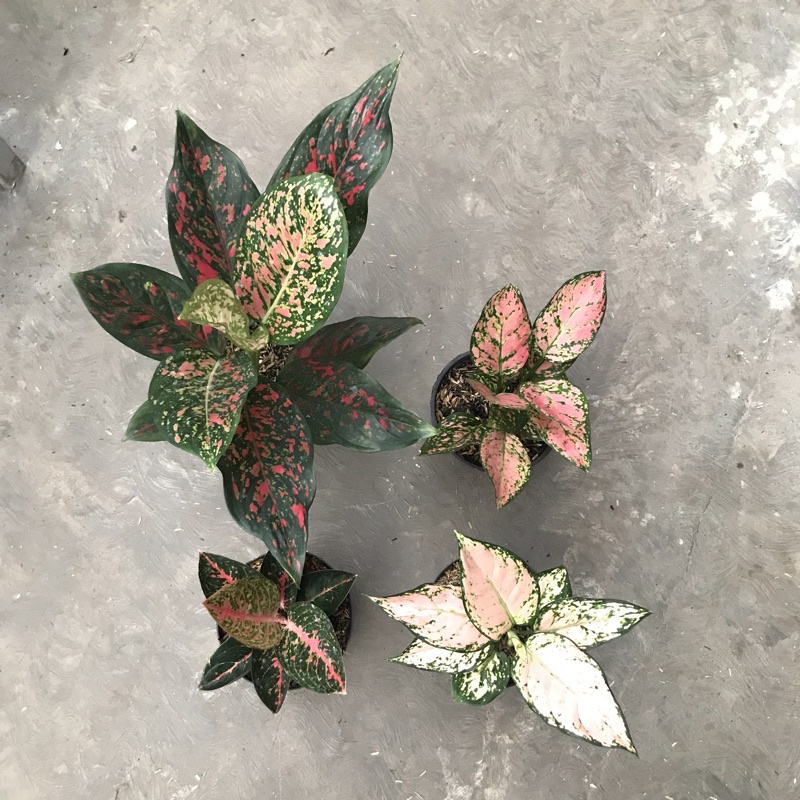 aglonema paket promo