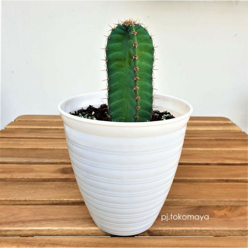 Pot Tirus 15 Pot Bunga Putih Pot Tanaman Pot Putih Pirus Pot Tirus Pot Tawon