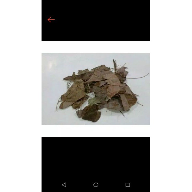 

1KG 1 KG 1000 G GR GRAM YIN YANG HUO YANG FU YE 淫洋霍 EPIMEDIUM LEAF LEAVES HORNY GOAT WEED HERBA EPIMEDII