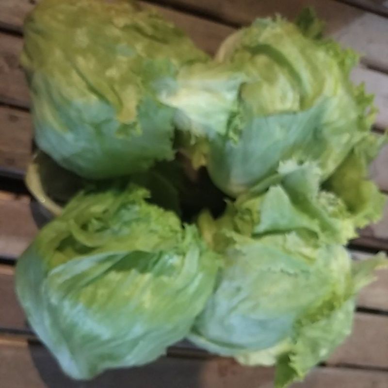 

Sayur LETUCE / LETTUCE / LETUS kilogram